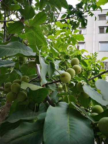 微信图片_202012081801293